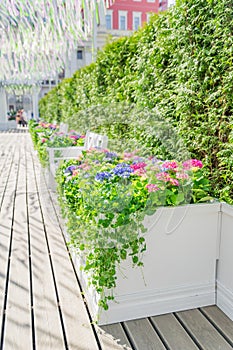 Spring in the city, Beautiful blooming flowers and white benches in the park