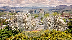 Spring in the city of Boise Idaho with flowering trees