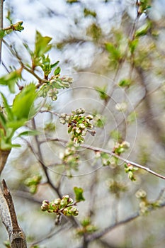 Spring in the city. Bud with green leaves on the tree branch
