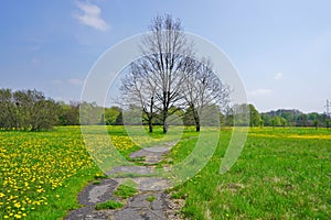 Spring in city park - beautiful spring day - green space around the city