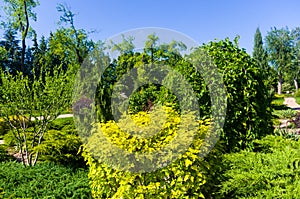 spring city Park - blooming flower and trees, bright green grass, sunlight