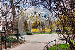 Spring city park city center, alley with bright yellow flowering trees, green grass, against the blue sky.