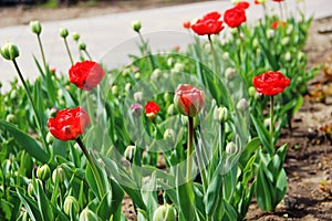 Spring in the city Park. lots red tulips