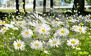 Spring in city park white yellow daisy in a wild field green grass and wild flowers summer nature floral background template