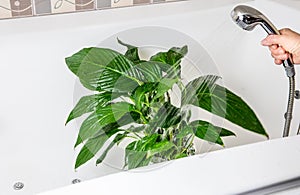 Spring cleaning of houseplants, washing off dust from houseplant leaves with shower in bath in home bathroom.