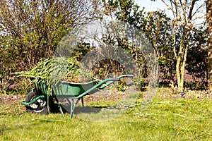 Spring cleaning and weeding your garden, full wheelbarrow of weeds on lawn