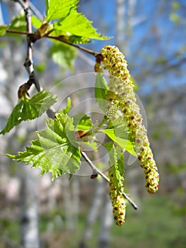 Spring. Close-up of birch catkins