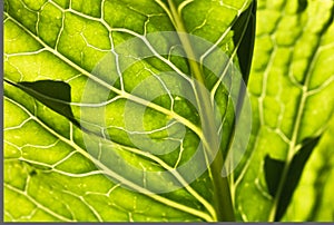 Spring close up of macro green leaf venation in sunlight