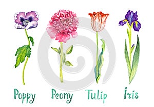 Spring collection of flowers isolated on white, purple poppy, pink peony, red tulip and dark blue iris