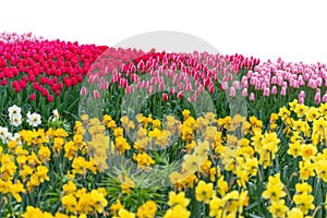 Spring coloful tulip bulb flower field isolated photo