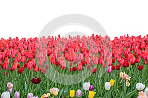 Spring coloful tulip bulb flower field isolated photo