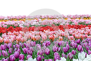 Spring coloful tulip bulb flower field isolated photo