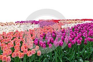 Spring coloful tulip bulb flower field isolated photo