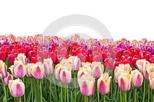 Spring coloful tulip bulb flower field isolated photo