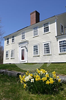 Spring: colonial house with sunlit yellow daffodils photo