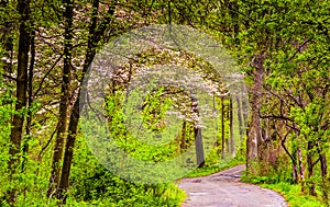 Spring color along a road through a forest in Lancaster County C