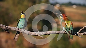 spring color birds sing a spring song