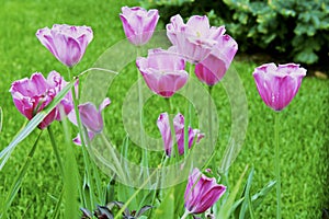 Spring color Tulip flowers