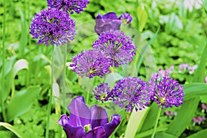 Spring color Tulip flowers