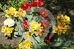 Spring color Tulip flowers photo