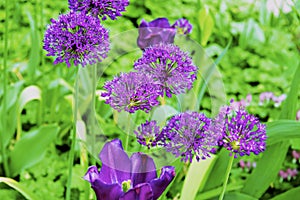 Spring color Tulip flowers photo