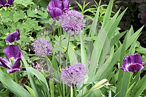 Spring color Tulip flowers photo