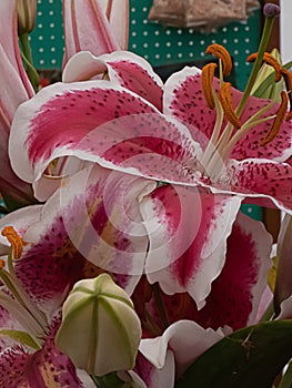 Spring colored lilies in arrangment in spring daytime