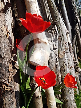 Spring colored red tulips between wood tree trunks