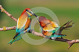 spring colorful birds kissing on the branch