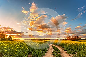 Spring colorful cloud sunset over colza field. Rural dirt road