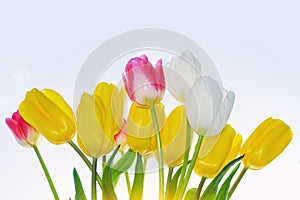 spring colorful flowers tulips. floral collection