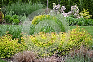 Spring garden with many different species of plants