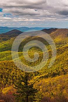 Spring colors in the Appalachian Mountains in Shenandoah National Park, Virginia.