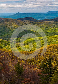 Spring colors in the Appalachians,in Shenandoah National Park, Virginia.