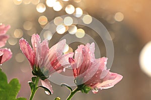 Spring colors with bokeh and drops, abstract early flowers on bokeh background at sunrise