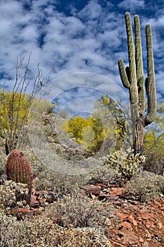 Spring Colors of the Desert