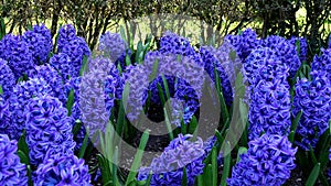 Spring colors and scents, the awakening of the Hyacinths