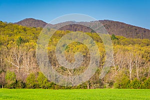 Spring colors on trees in the rural Shenandoah Valley of Virginia.