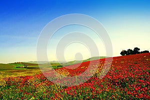 Spring colors, wild flowers pairie landscape