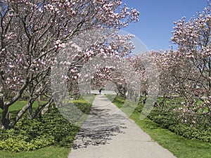 Spring Colour trees in Niagara fall. Canada