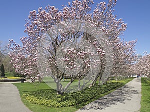 Spring Colour trees in Niagara fall.Canada