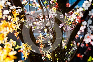 Spring colours - Tree in Bloom