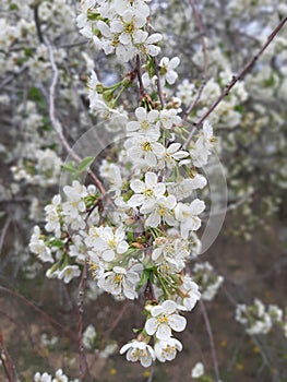 Spring comes and Cherry tree blossoms
