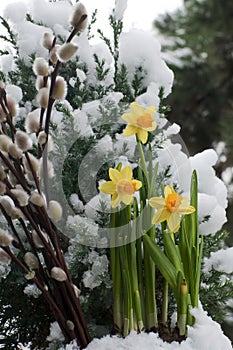 Spring comes, willow catkin and daffodil