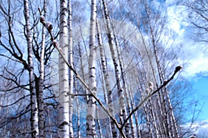 The spring is coming