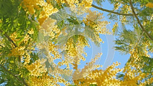 Spring is coming. Acacia dealbata or known as silver wattle. Early blooming of mimosa flower. Close up.