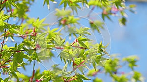 Spring Is Coming. Acer Leaves In The Sunlight. Before Opening Young Green Maple Leaves. Close up.