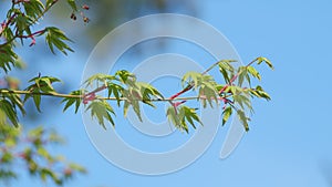 Spring Is Coming. Acer Leaves In The Sunlight. Before Opening Young Green Maple Leaves. Close up.