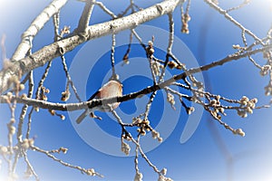 Spring-coming background: a bullfinch sittingin a buddingtree bl