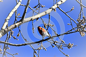 Spring-coming background: a bullfinch sittingin a buddingtree bl